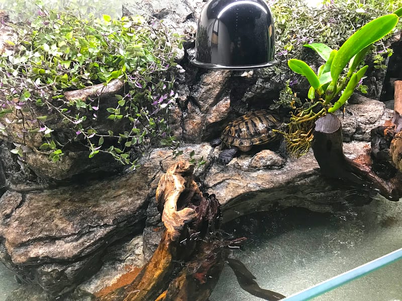 Želvárium pro vodní želvu